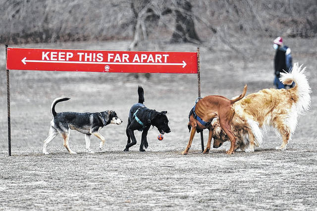 Did the Green Bay Packers fail their first dog test in practices